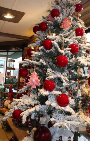 Der Zauber der Weihnachtsbäume und was man dazu wissen muss  Taunus 