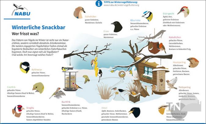 Futterhäuschen und Meisenknödel: Der NABU gibt Tipps zur Vogelfütterung