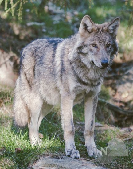 Die Ausstiegshilfe aus dem Auto - Ein Extragriff für sicheren Halt (Wie Was  Wolf) [2023] 