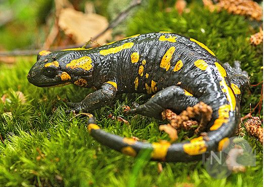 Hessen-Forst freut sich über Feuersalamander-Informationen |  Taunus-Nachrichten