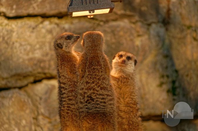 Opel Zoo Tiere