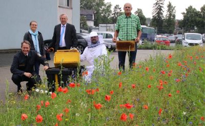 Ein „Lebensmittelmarkt" für Insekten | Taunus-Nachrichten - Vimarsana News